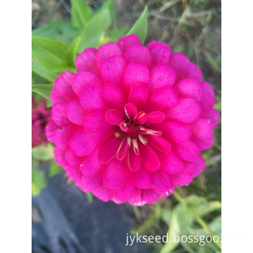 Zinnia Seeds for Garden